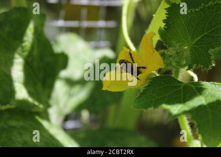 Une abeille visitant une fleur de concombre jaune dans le jardin urbain de l'arrière-cour à Chicago. Banque D'Images