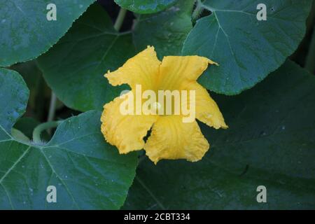 Jardin d'été urbain jardin d'été à Chicago d'une énorme fleur de citrouille orange vif qui pousse dans le jardin potager. Banque D'Images