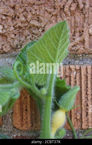 Une plante de citrouille luxuriante, cucurbita, qui grandit dans un jardin urbain de l'arrière-cour à Chicago. Banque D'Images