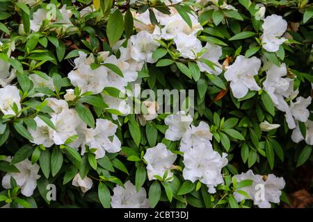 Magnifique rhododendron blanc en fleurs dans le jardin Banque D'Images