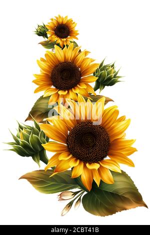 Tournesols sur fond blanc Banque D'Images