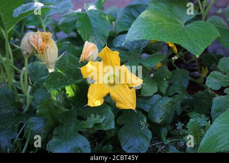 Jardin d'été urbain jardin d'été à Chicago d'une énorme fleur de citrouille orange vif qui pousse dans le jardin potager. Banque D'Images