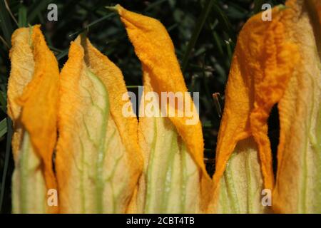 Jardin d'été urbain jardin d'été à Chicago d'une énorme fleur de citrouille orange vif qui pousse dans le jardin potager. Banque D'Images