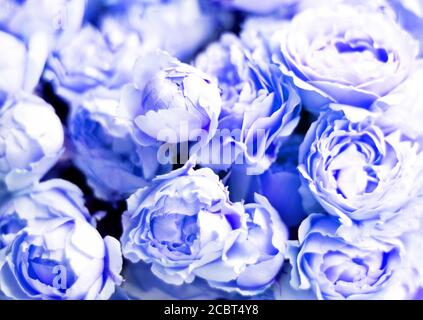 Bouquet de roses pivoines de juliette. Fond floral de couleur bleue. Banque D'Images
