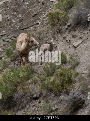 Big Horn Ewe et Lamb sur une falaise rocheuse Banque D'Images