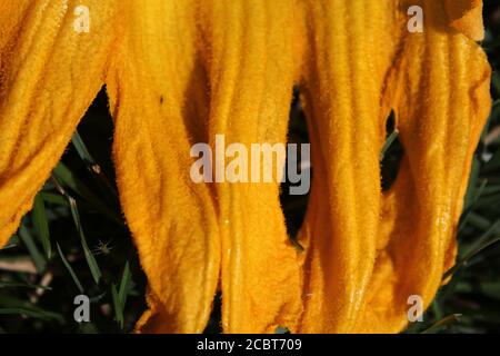 Jardin d'été urbain jardin d'été à Chicago d'une énorme fleur de citrouille orange vif qui pousse dans le jardin potager. Banque D'Images