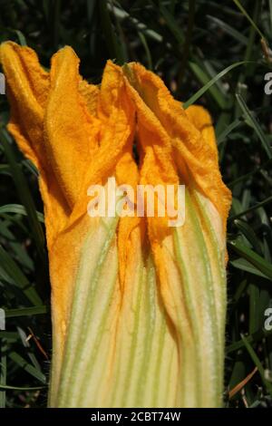 Jardin d'été urbain jardin d'été à Chicago d'une énorme fleur de citrouille orange vif qui pousse dans le jardin potager. Banque D'Images