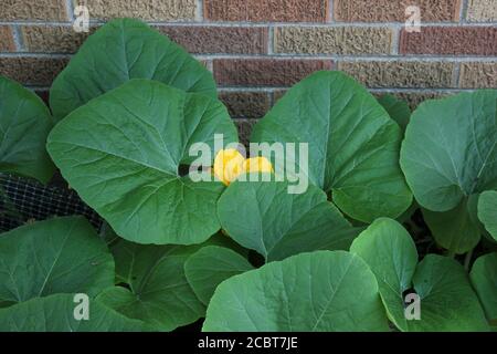 Jardin d'été urbain jardin d'été à Chicago d'une énorme fleur de citrouille orange vif qui pousse dans le jardin potager. Banque D'Images