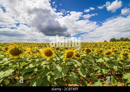 Champ de tournesol commun (Helianthus annuus) dans l'après-midi Banque D'Images