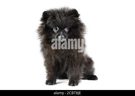 Petit Chiot Pomeranian Noir Isole Sur Blanc Photo Stock Alamy
