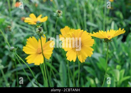 Fleurs jaunes Coreopsis lanceolata dans le jardin d'été. Banque D'Images