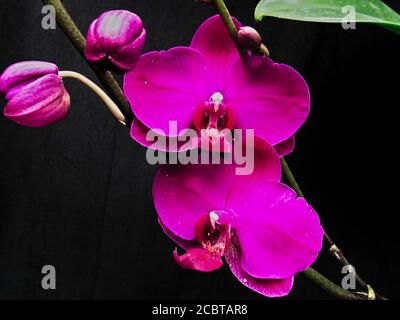 Belles fleurs d'orchidées de Phalaenopsis pourpres isolées sur fond noir pur Banque D'Images