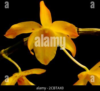 Fleur d'orchidée jaune phalaenopsis, phalaenopsis ou falah sur fond noir. Fleurs de phalaenopsis jaune sur la droite. Connues sous le nom d'orchidées de papillon. Banque D'Images