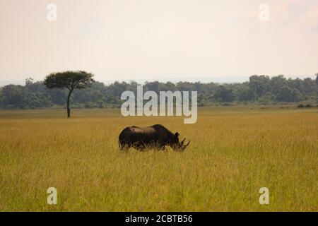 Le rhinocéros noir broutage dans le Grassland d'Afrique de l'est Banque D'Images
