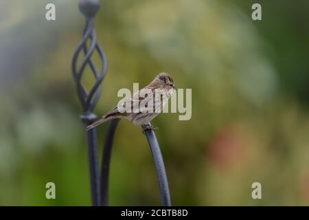 Baby Redpoll debout sur un mangeoire à oiseaux Banque D'Images