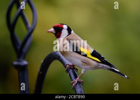 Goldfinch perchée sur le mangeoire à oiseaux en regardant à gauche avec un arrière-plan bokeh Banque D'Images