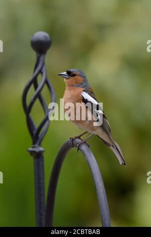 Chaffinch mâle perché sur un poteau métallique vue portrait Banque D'Images