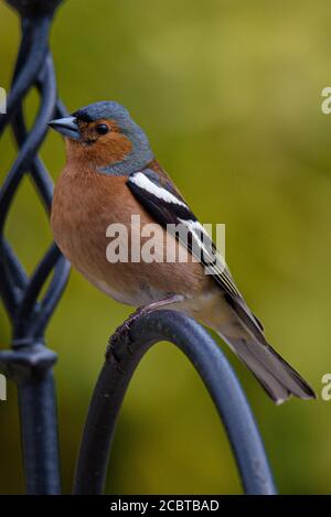 Chaffinch mâle perché sur un mangeoire à oiseaux avec arrière-plan bokeh Banque D'Images