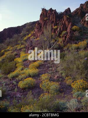 Organpipe Cactus National Monument AZ / MAR les fleurs jaunes de brittlebush contraste avec la roche volcanique avec l'organpipe cactus dedans lumière du crépuscule Banque D'Images