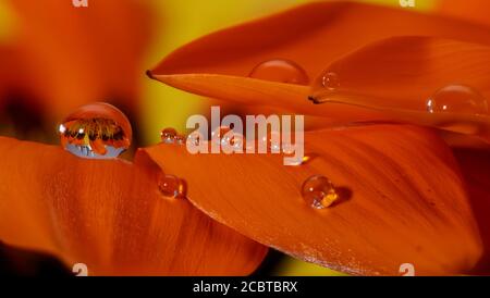 macro gouttes d'eau sur les pétales de fleurs et de feuilles, gros plans très colorés, effets visuels agréables. réflexions étonnantes dans les gouttes d'eau, effets visuels Banque D'Images