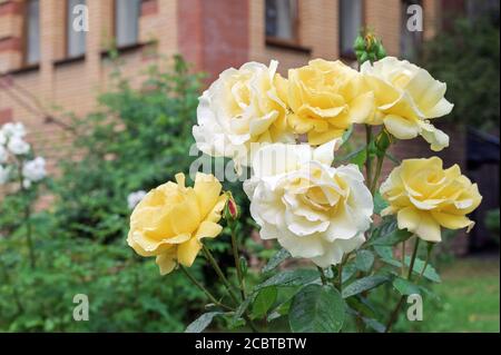 Roses jaunes fleuris avec gouttes de pluie sur les pétales. Banque D'Images