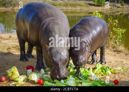 Hippopotame pygmée mâle se nourrissant à côté de l'enclos hippopotame dans la réserve inactive de Cairns Wildlife Safari, à l'extrême nord du Queensland, en Australie. Banque D'Images