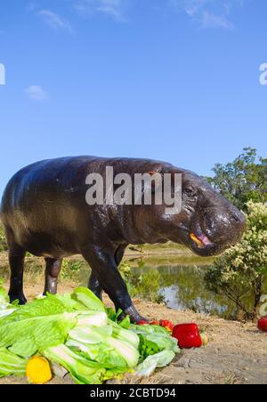 Hippopotame pygmée mâle se nourrissant à côté de l'enclos hippopotame dans la réserve inactive de Cairns Wildlife Safari, à l'extrême nord du Queensland, en Australie. Banque D'Images