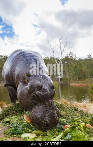 Hippopotame pygmée mâle se nourrissant à côté de l'enclos hippopotame dans la réserve inactive de Cairns Wildlife Safari, à l'extrême nord du Queensland, en Australie. Banque D'Images