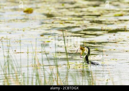 Australian Pied Cormorant nageant dans un lagon de reedy dans la région de Cape York dans le Queensland en Australie avec une grande crevette de Mitchell River dans son bec. Banque D'Images