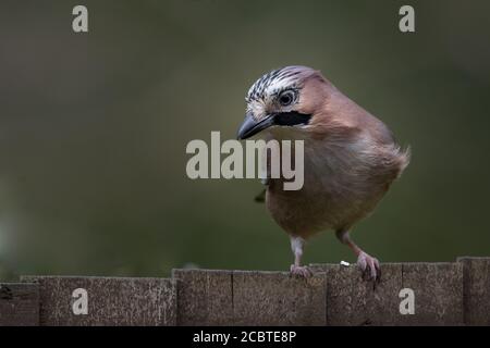 Jay assis sur une clôture de jardin, Hampshire, Royaume-Uni Banque D'Images