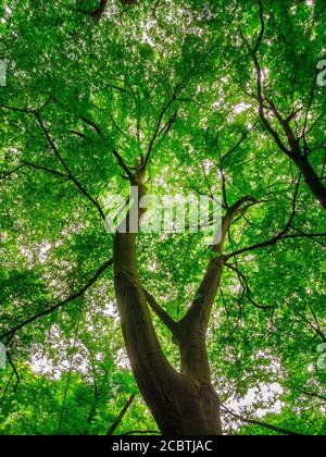 Hêtre européen ou hêtre (Fagus sylvatica) - vue de bas angle dans la couronne d'un puissant et grand arbre Banque D'Images