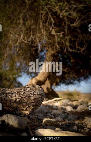 Misfat al Abreyeen, Nizwa Oman, 24 avril 2015 - est un village montagneux unique situé à 1,000 m au-dessus du niveau de la mer sur les contreforts de montagne entourant Banque D'Images