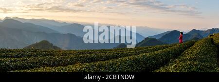 Femme au sommet rouge appréciant la vue matinale de la plantation de thé et des montagnes à l'arrière-plan à Alishan, Taiwan Banque D'Images