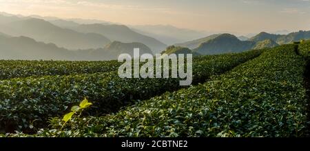 Plantation de thé dans les montagnes d'Alishan à Taïwan Banque D'Images