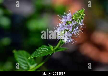 Macro résumé texture vue de délicate minuscules violet et blanc fleurs sur une branche d'herbe à la menthe poivrée fraîche en fleur plante (mentha piperita) Banque D'Images