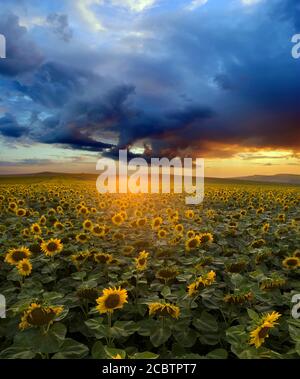 Tournesol classé au ciel spectaculaire au coucher du soleil. Banque D'Images