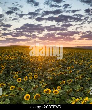 Tournesol classé au ciel spectaculaire au coucher du soleil. Banque D'Images