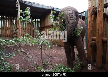 Pâturage des éléphants au Kenya, en Afrique Banque D'Images