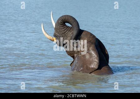 Gros plan sur la tête de l'éléphant avec le tronc vers le haut à Kruger Parc national Afrique du Sud Banque D'Images