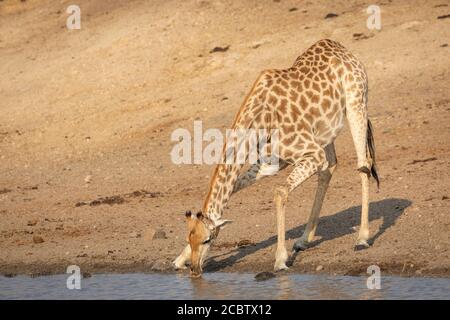 Une girafe adulte se dégourissant de l'eau potable dans l'après-midi doré Lumière dans Kruger Park Afrique du Sud Banque D'Images