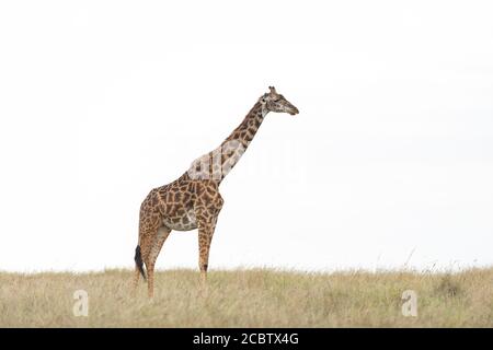 Girafe adulte debout sur le côté isolée contre le ciel blanc à Masai Mara Kenya Banque D'Images