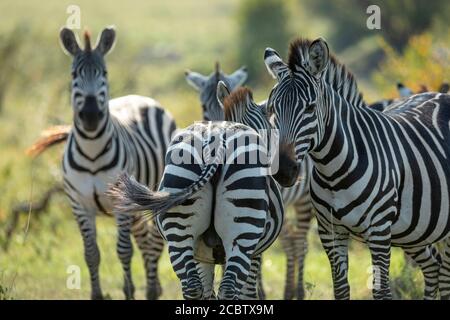 Vue arrière du bas et de la moitié du corps du zèbre situé à proximité de Masai Mara Kenya Banque D'Images