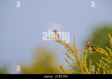 un égolffinch sur une branche dans la nature Banque D'Images