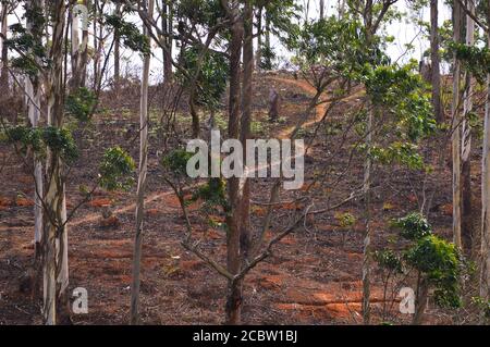 l'image montre un sentier forestier utilisé par les tribales pour atteindre leur colonie. Le sentier traverse la forêt d'eucalyptus. Banque D'Images