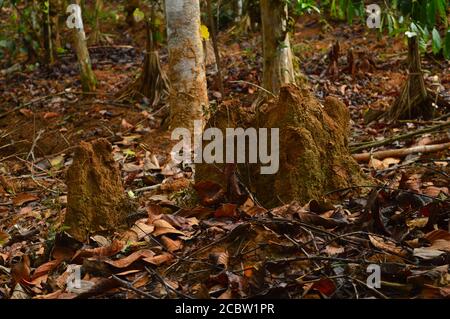 Image d'un anthill dans la forêt. Un anthill ressemble à une petite pile de sable sur la Terre avec un petit trou dans le dessus que les fourmis rampent dans pour échapper d Banque D'Images