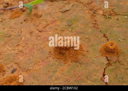 Image d'un anthill dans la forêt. Un anthill ressemble à une petite pile de sable sur la Terre avec un petit trou dans le dessus que les fourmis rampent dans pour échapper d Banque D'Images