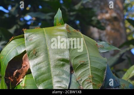 La capacité du tisserand à construire des nids à partir de feuilles vivantes a indéniablement contribué à leur succès écologique. La première phase dans le nid Banque D'Images