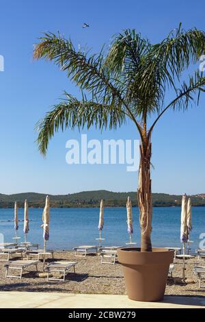 Palmier à queue d'aronde ( Wodyetia bifurcata ) dans un pot de fleurs géantes sur la plage. Concept de vacances. Monténégro, Tivat, baie de Kotor Banque D'Images