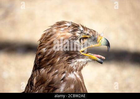 La tête d'un aigle à queue blanche, Haliaeetus albicilla, est une très grande espèce d'aigle de mer largement répartie dans toute l'Eurasie tempérée Banque D'Images