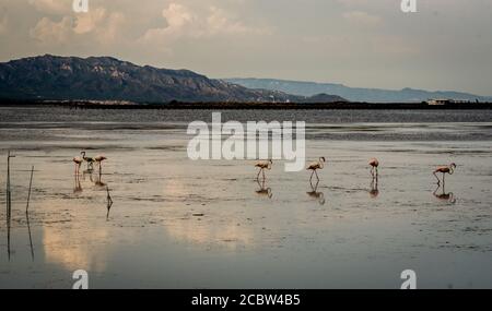 Flamants roses au parc naturel du Delta de l'Ebre à Tarragone, Catalogne, Espagne Banque D'Images